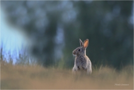 <p>KRÁLÍK DIVOKÝ (Oryctolagus cuniculus) ---- /European rabbit - Wildkaninchen/</p>